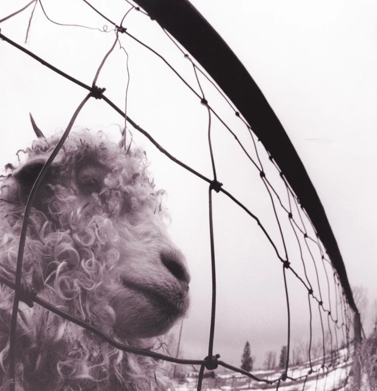 Pearl Jam - Vs - 180g remastered