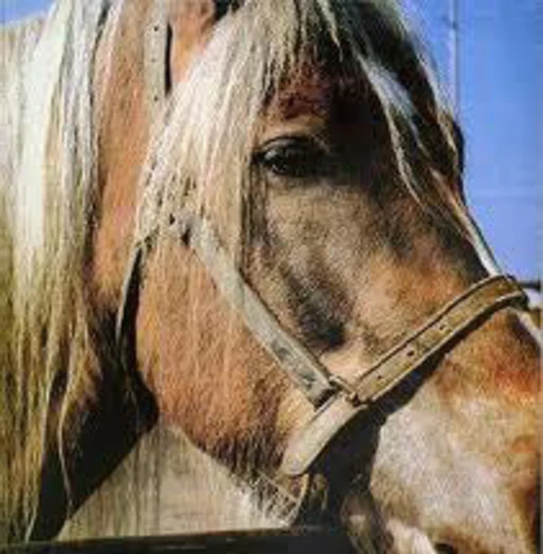 Terveet Kadet - The Horse NEW LP