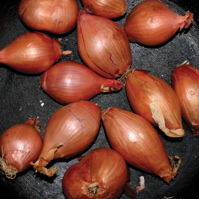 Ty Segall - Fried Shallots NEW LP